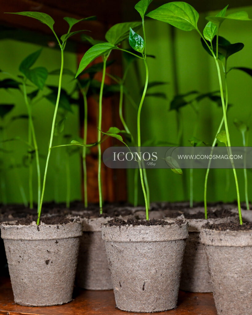 cultivando bienestar segunda edicion aguas sanpedro honduras