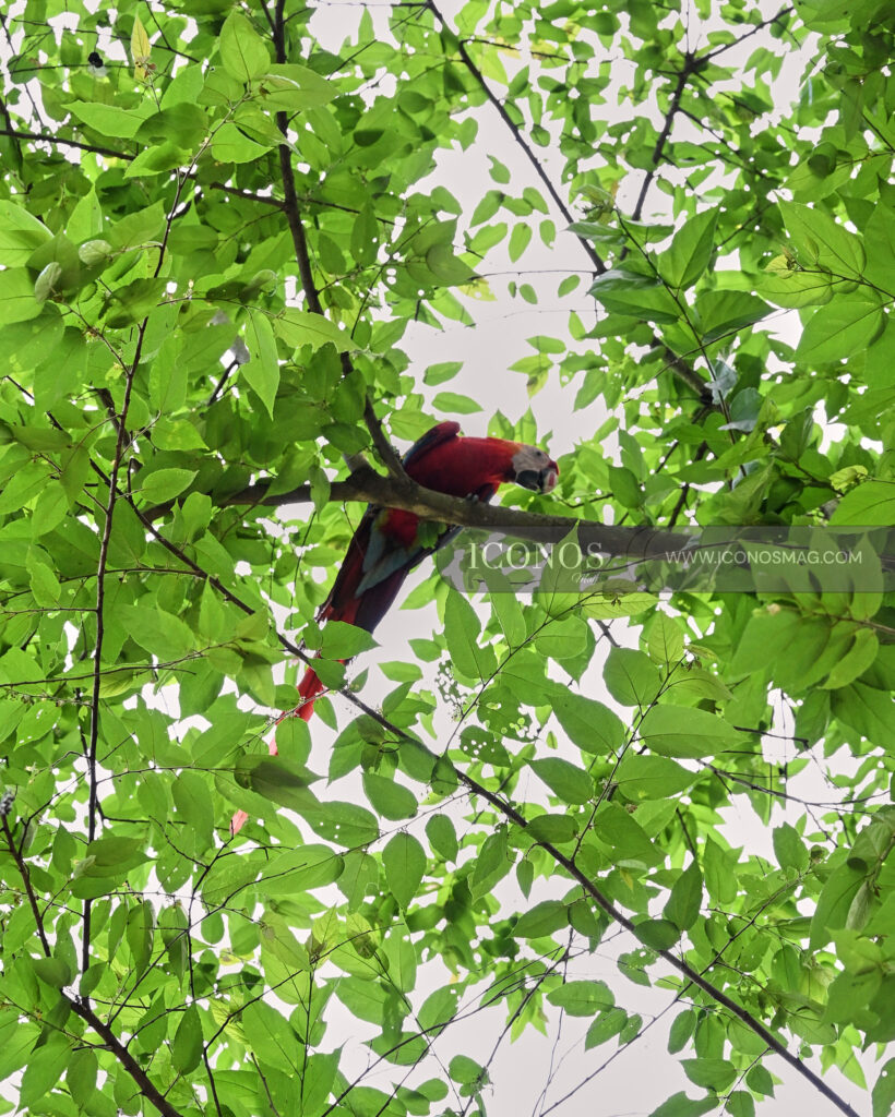 decima tercera liberacion de guacamayas rojas by banco del pais honduras