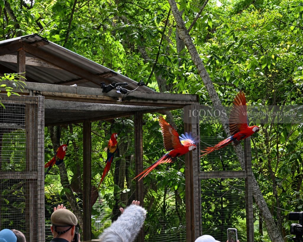 liberacion guacamayas