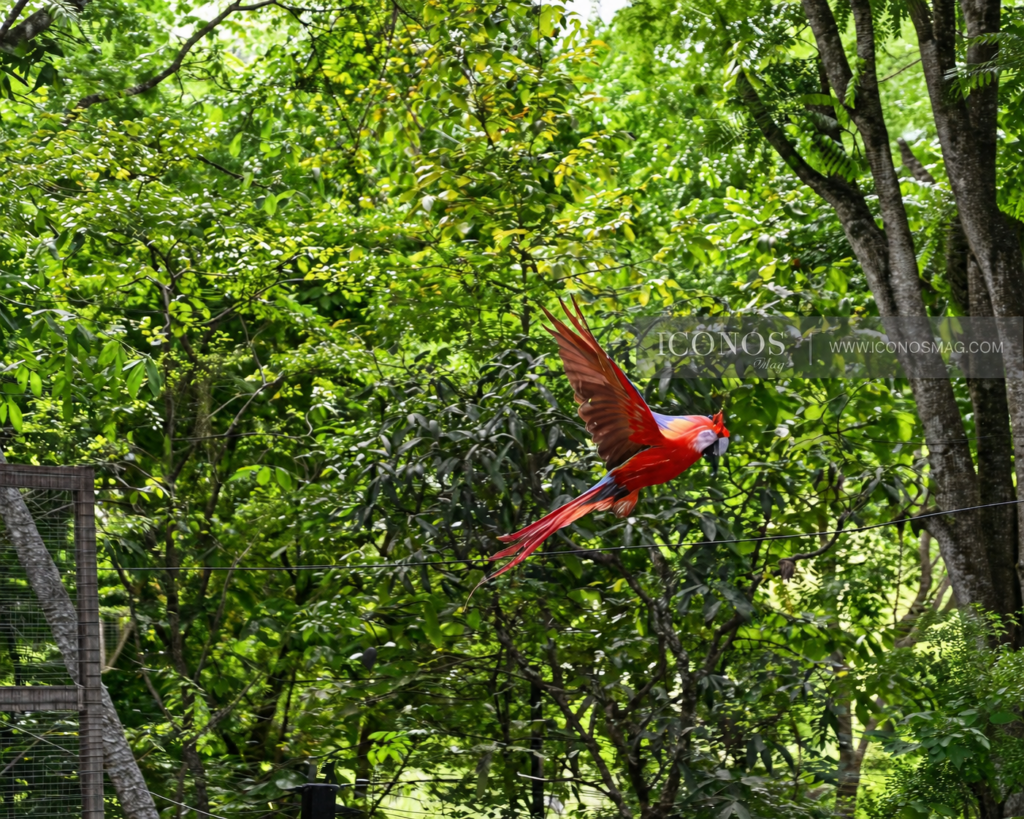 liberacion guacamayas banpais