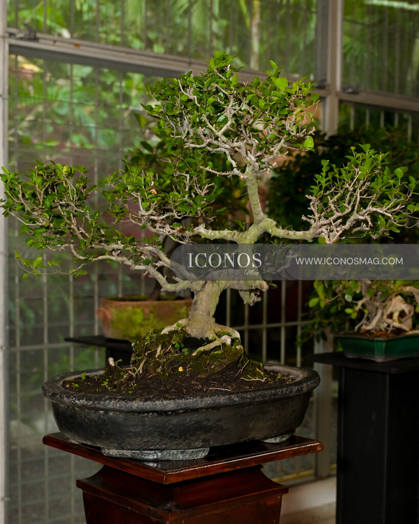 coctel ecologico by club de jardineria honduras