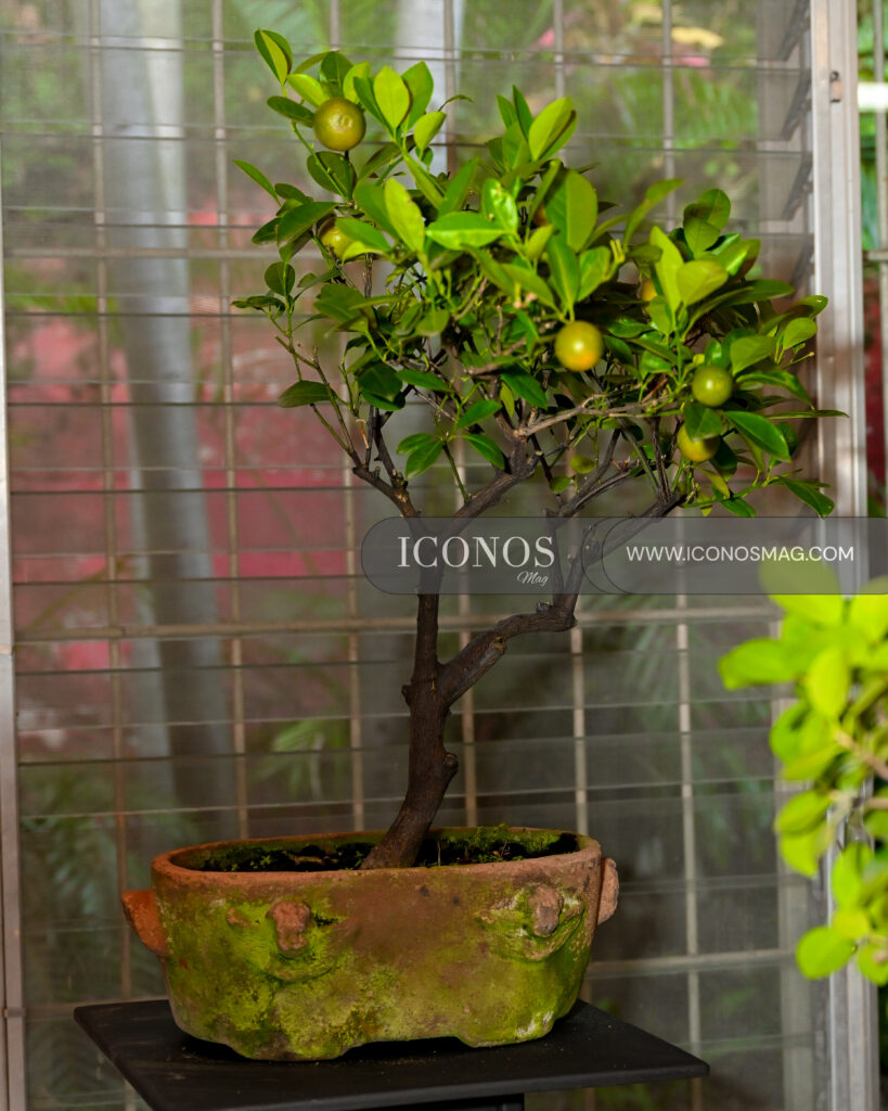 coctel ecologico by club de jardineria honduras