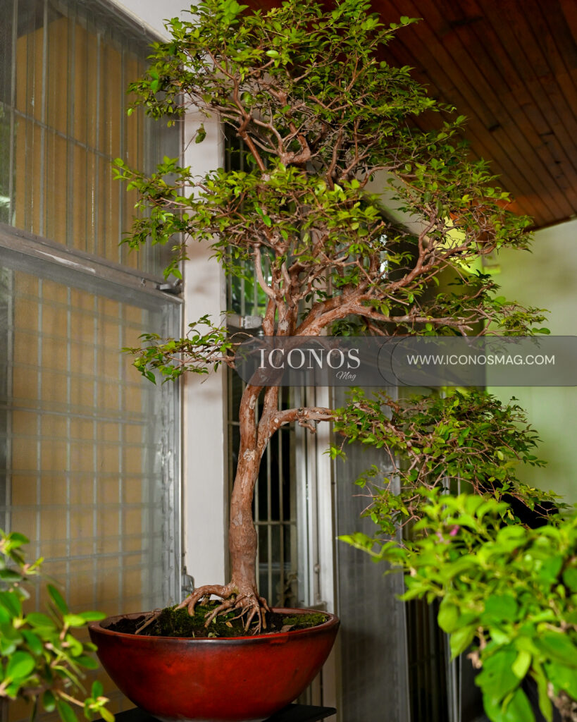 coctel ecologico by club de jardineria honduras